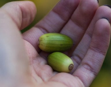 Photo of a hand holding a small green fruit. This article will tell you all about how to raise capital with crowdfunding.