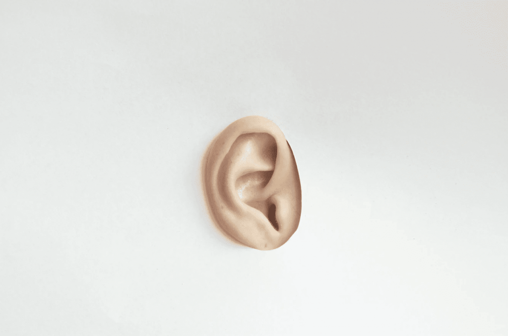 ear on plain white background