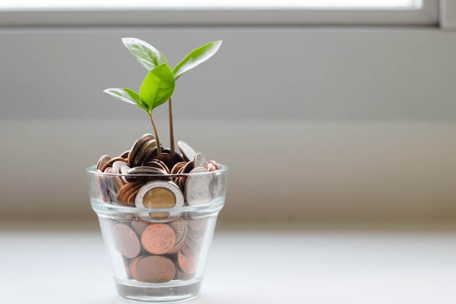 pot of money with leaves growing
